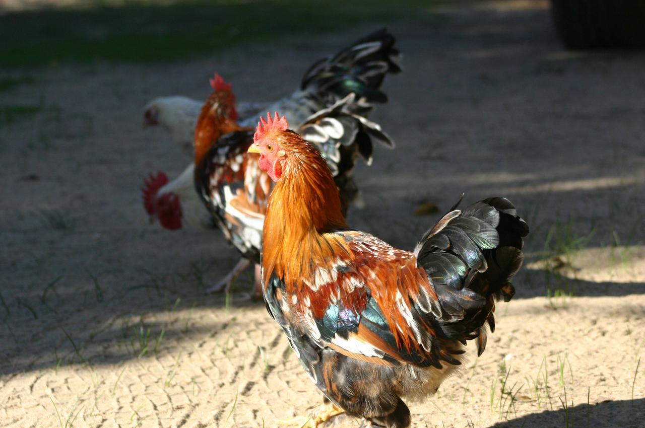 Fraaigelegen Farm - Home Of Adhara Evoo Tulbagh Dış mekan fotoğraf